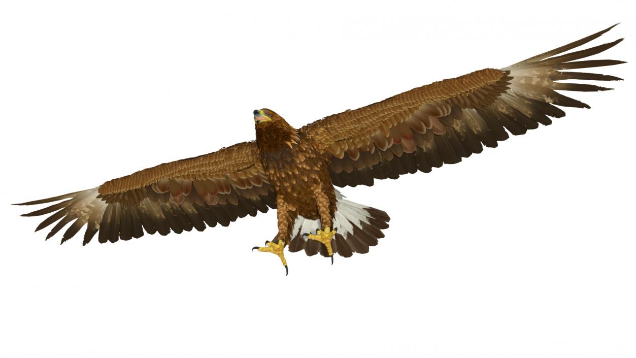 Realistic Golden Eagle T Pose 3D model