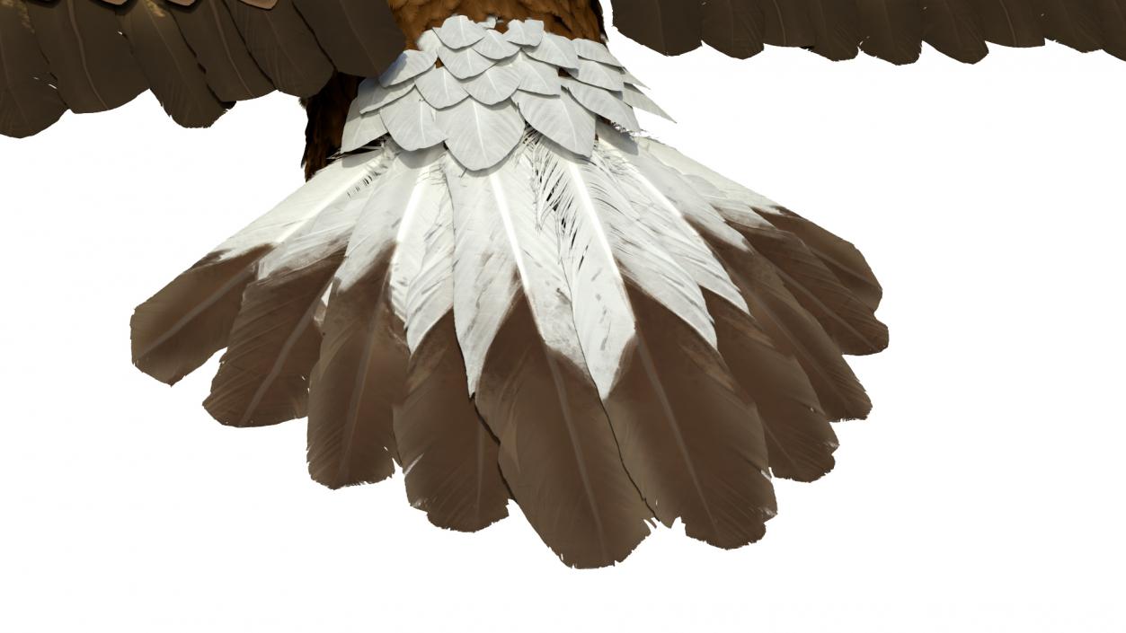 Realistic Golden Eagle T Pose 3D model