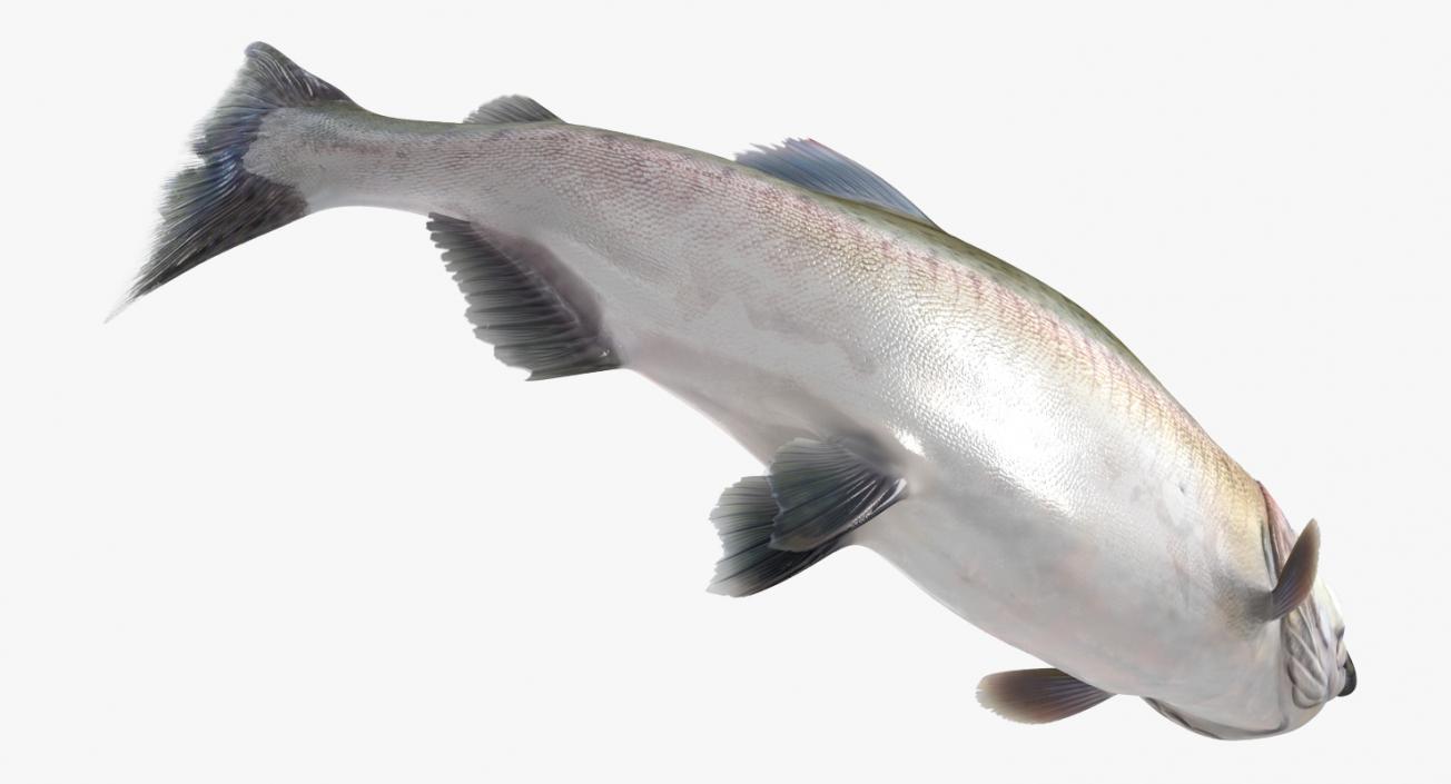 3D Pink Salmon Rigged model