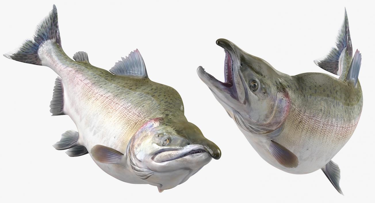 3D Pink Salmon Rigged model