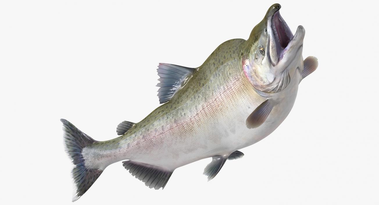 3D Pink Salmon Rigged model