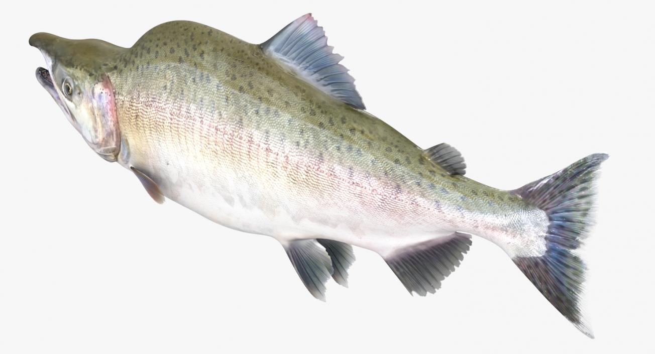 3D Pink Salmon Rigged model