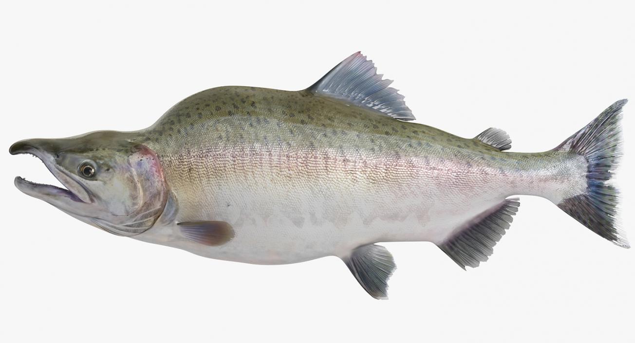 3D Pink Salmon Rigged model