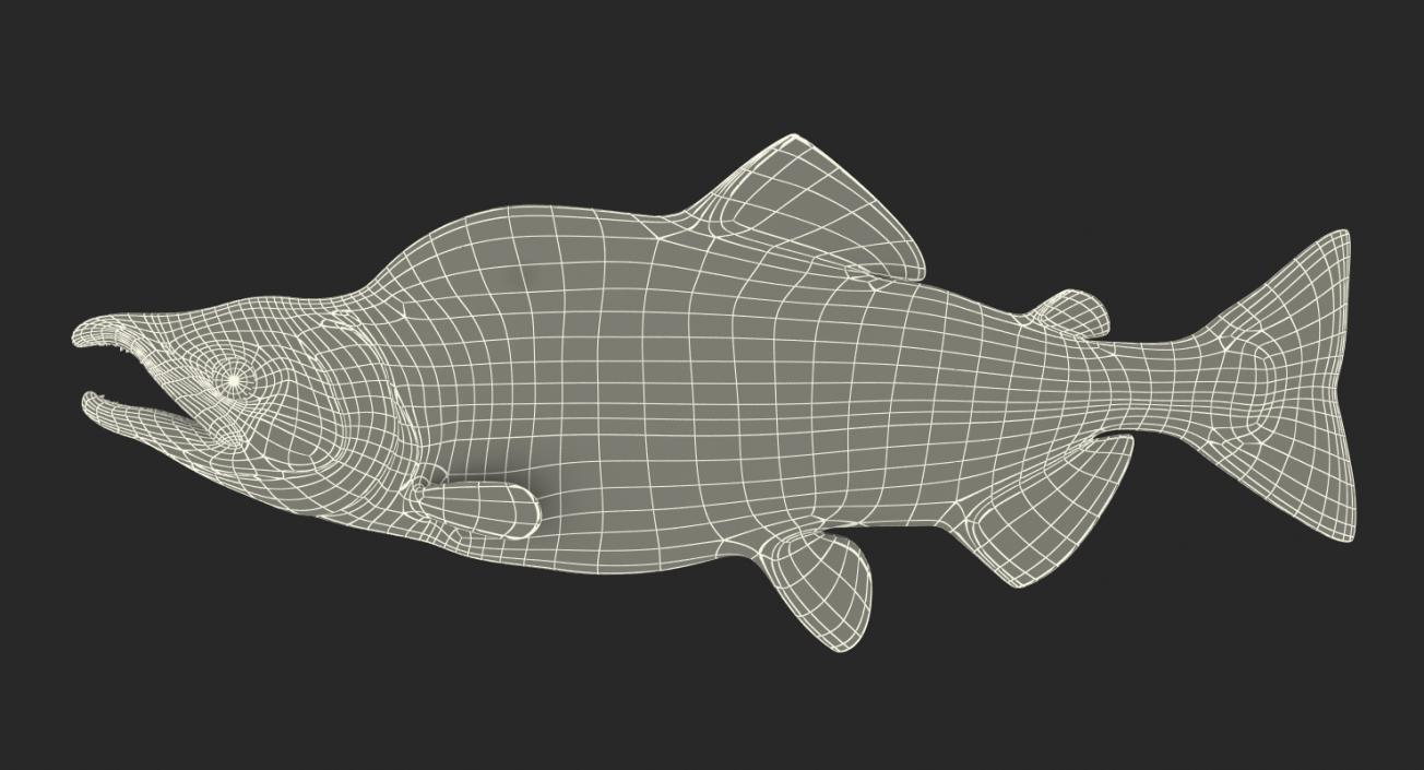 3D Pink Salmon Rigged model