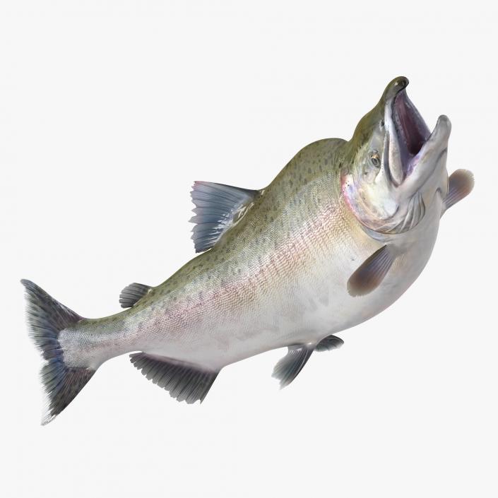 3D Pink Salmon Rigged model