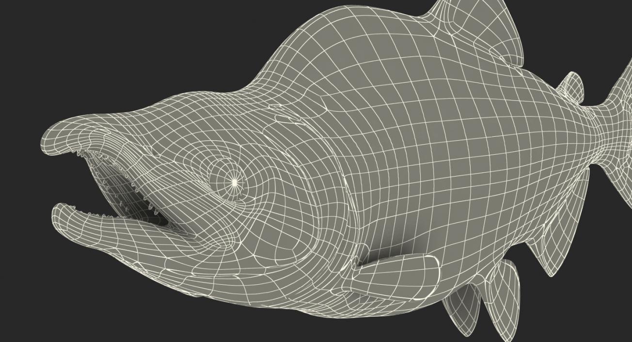 3D Pink Salmon Rigged model