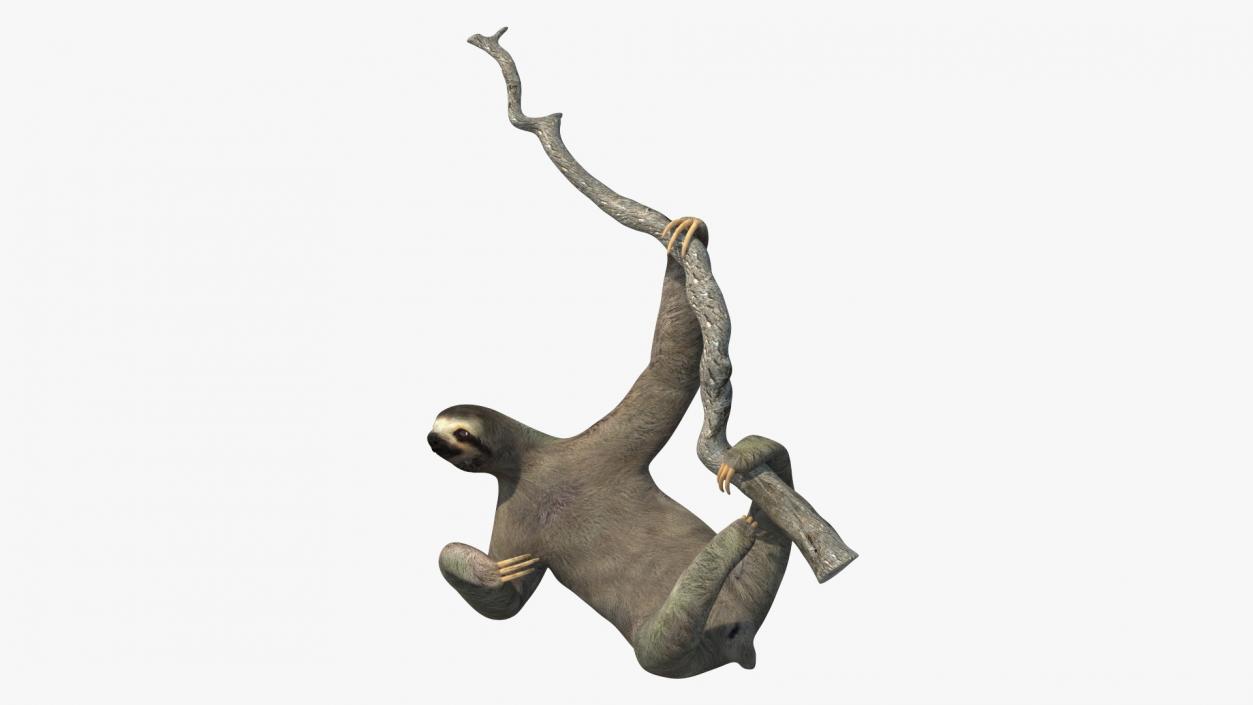 Sloth Hanging from a Branch 3D