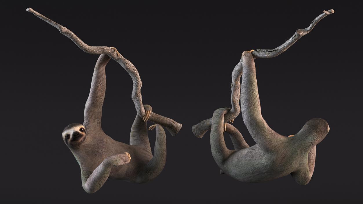 Sloth Hanging from a Branch 3D