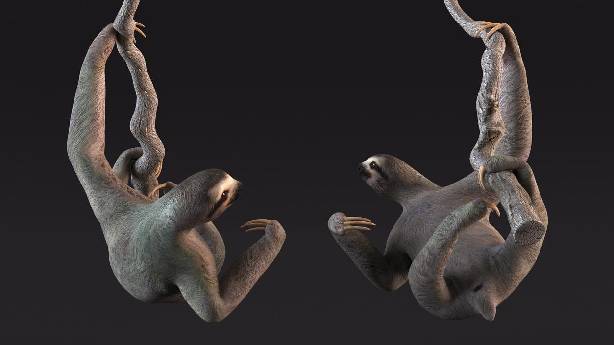 Sloth Hanging from a Branch 3D