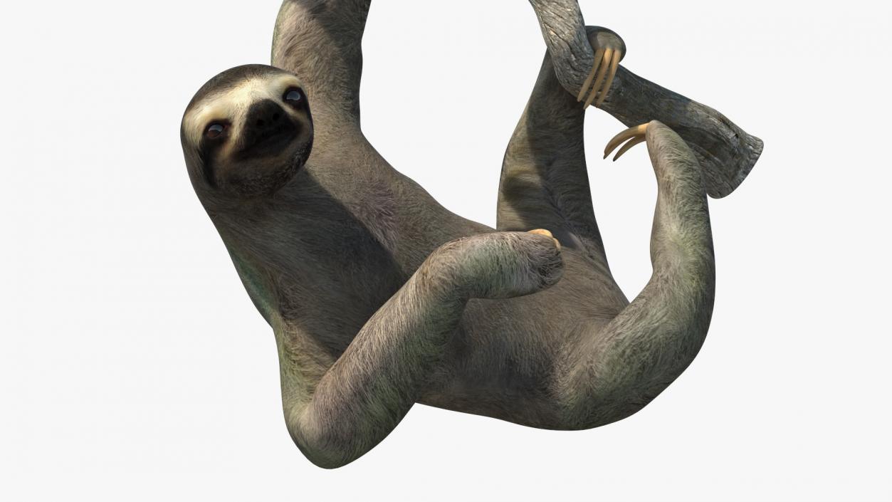 Sloth Hanging from a Branch 3D