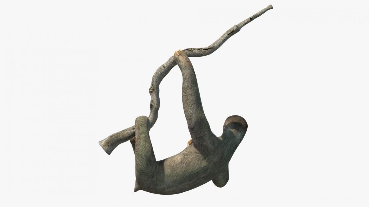 Sloth Hanging from a Branch 3D