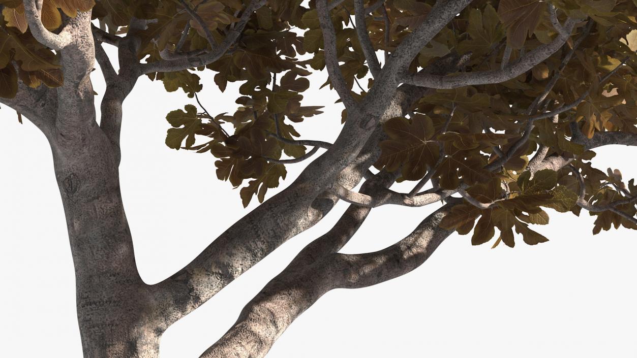 3D model Fig Tree Autumn