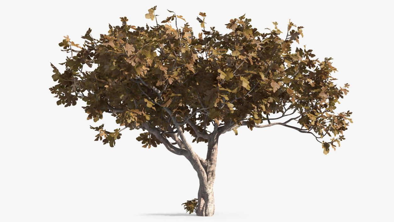 3D model Fig Tree Autumn