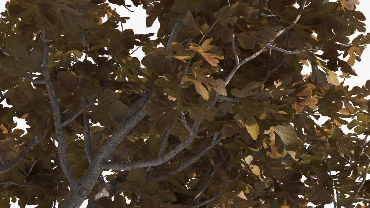 3D model Fig Tree Autumn