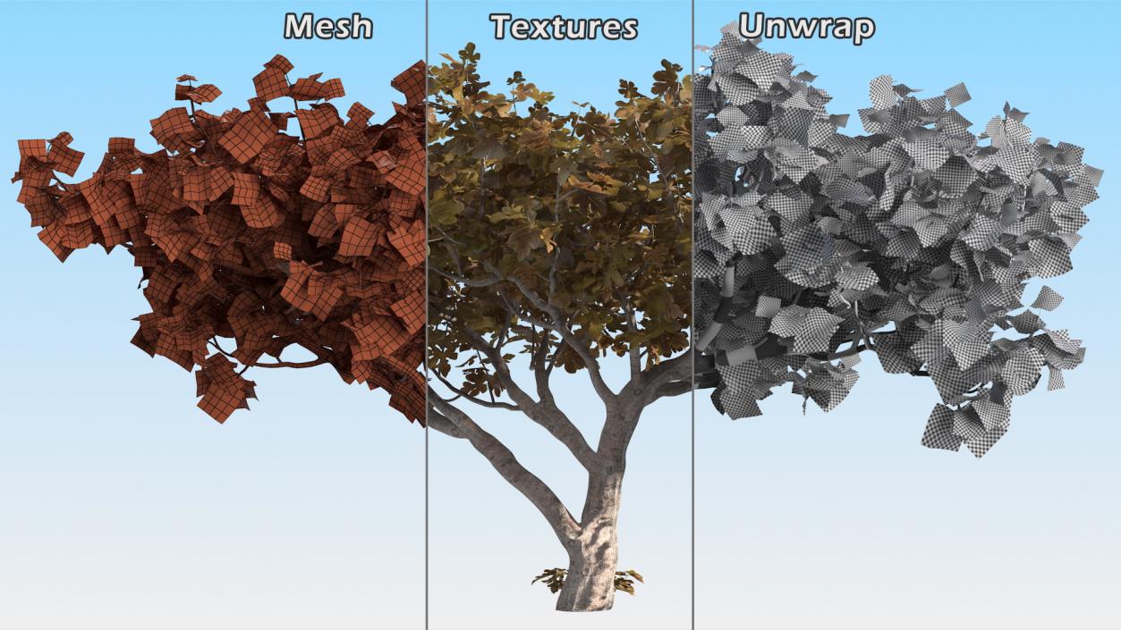 3D model Fig Tree Autumn