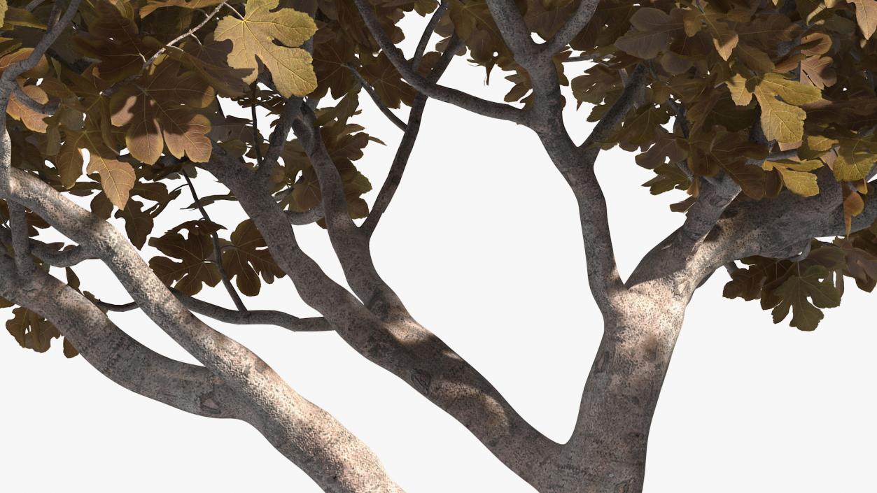 3D model Fig Tree Autumn