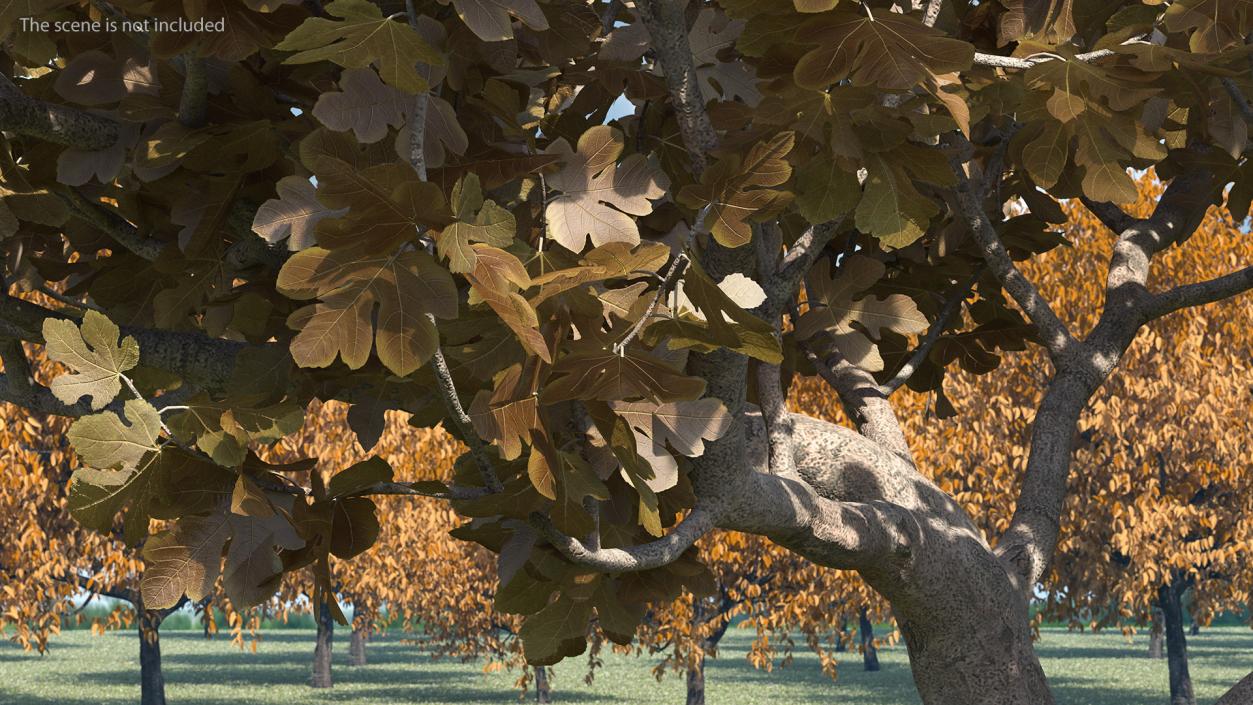 3D model Fig Tree Autumn