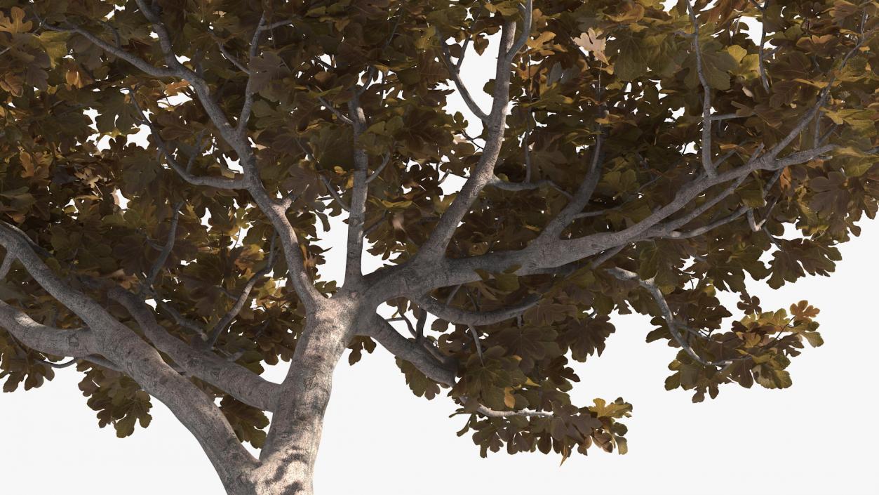 3D model Fig Tree Autumn