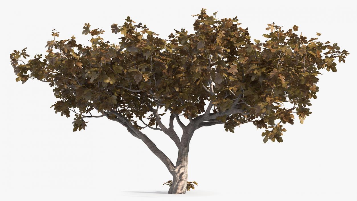 3D model Fig Tree Autumn