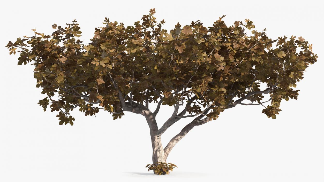 3D model Fig Tree Autumn