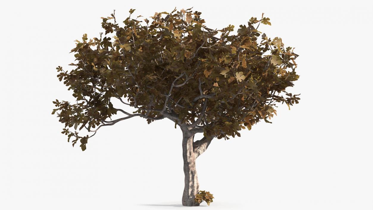 3D model Fig Tree Autumn