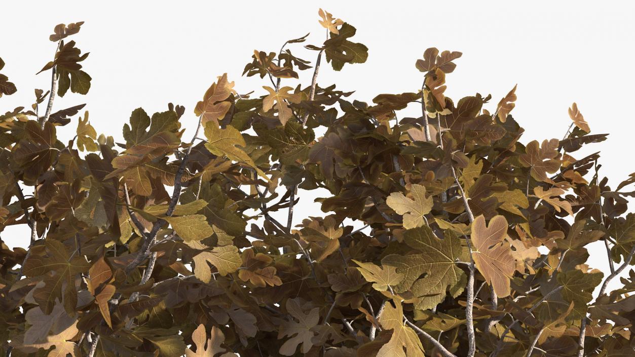 3D model Fig Tree Autumn