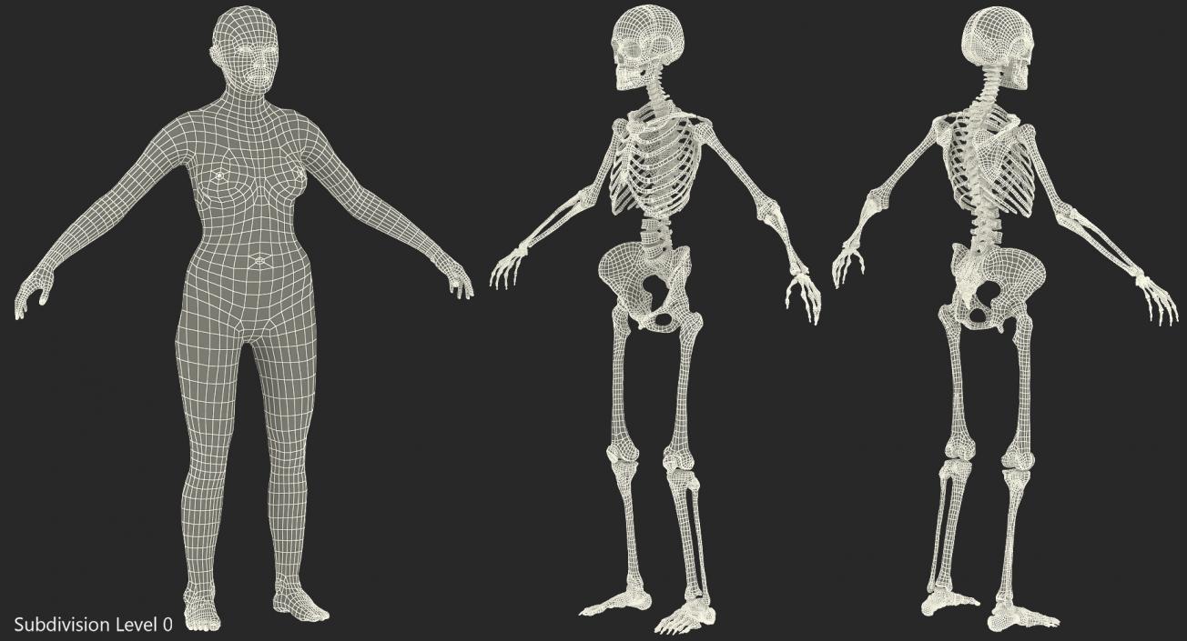 3D model Female Body with Skeleton