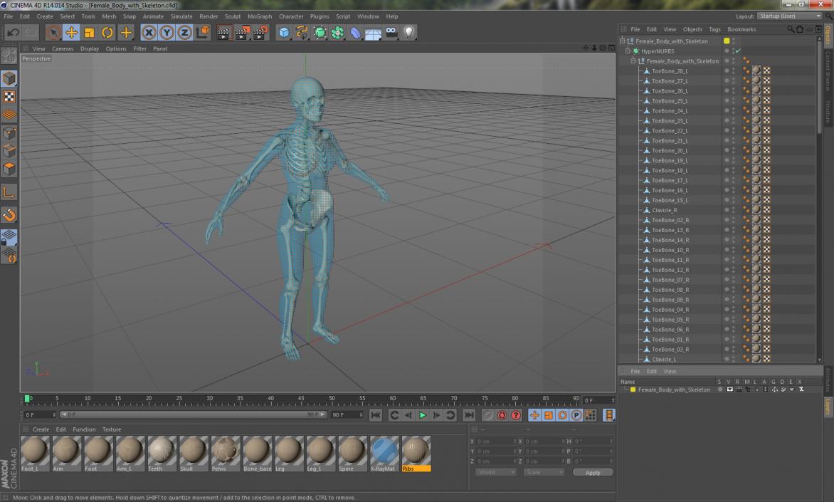 3D model Female Body with Skeleton