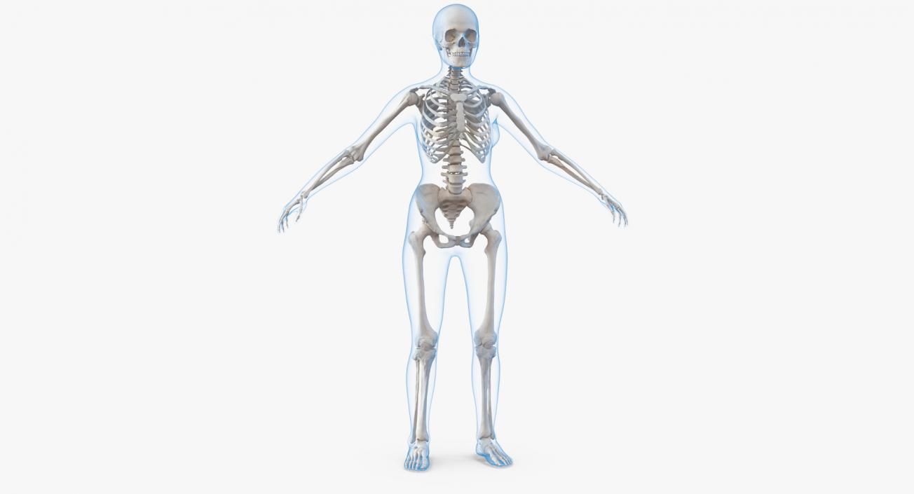 3D model Female Body with Skeleton