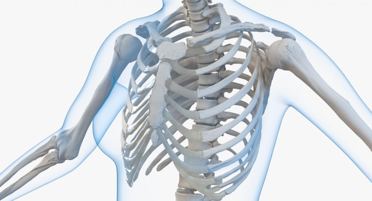 3D model Female Body with Skeleton