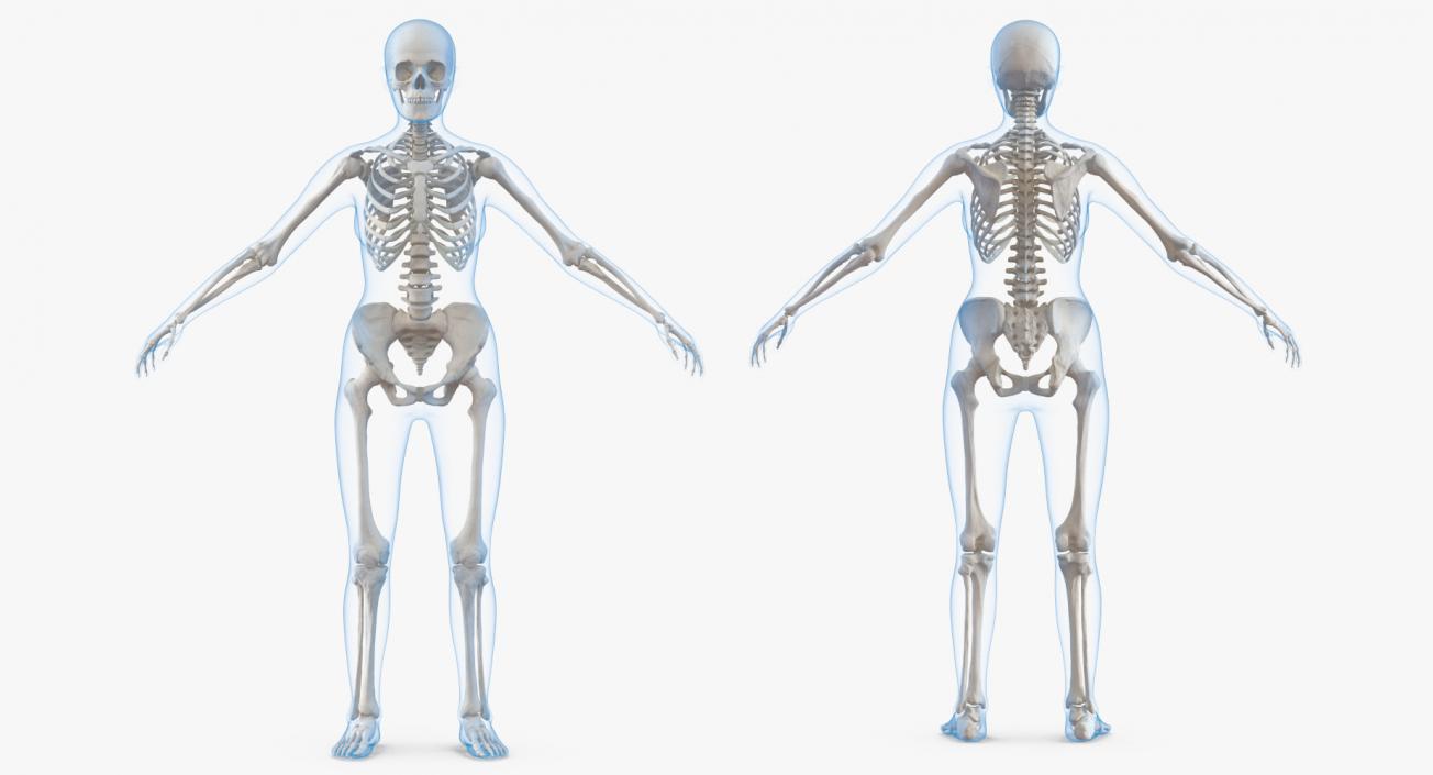 3D model Female Body with Skeleton