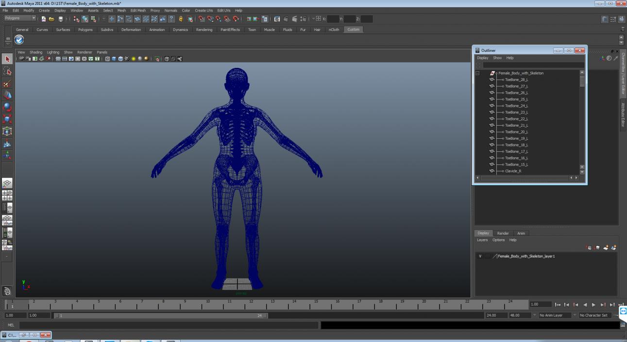 3D model Female Body with Skeleton