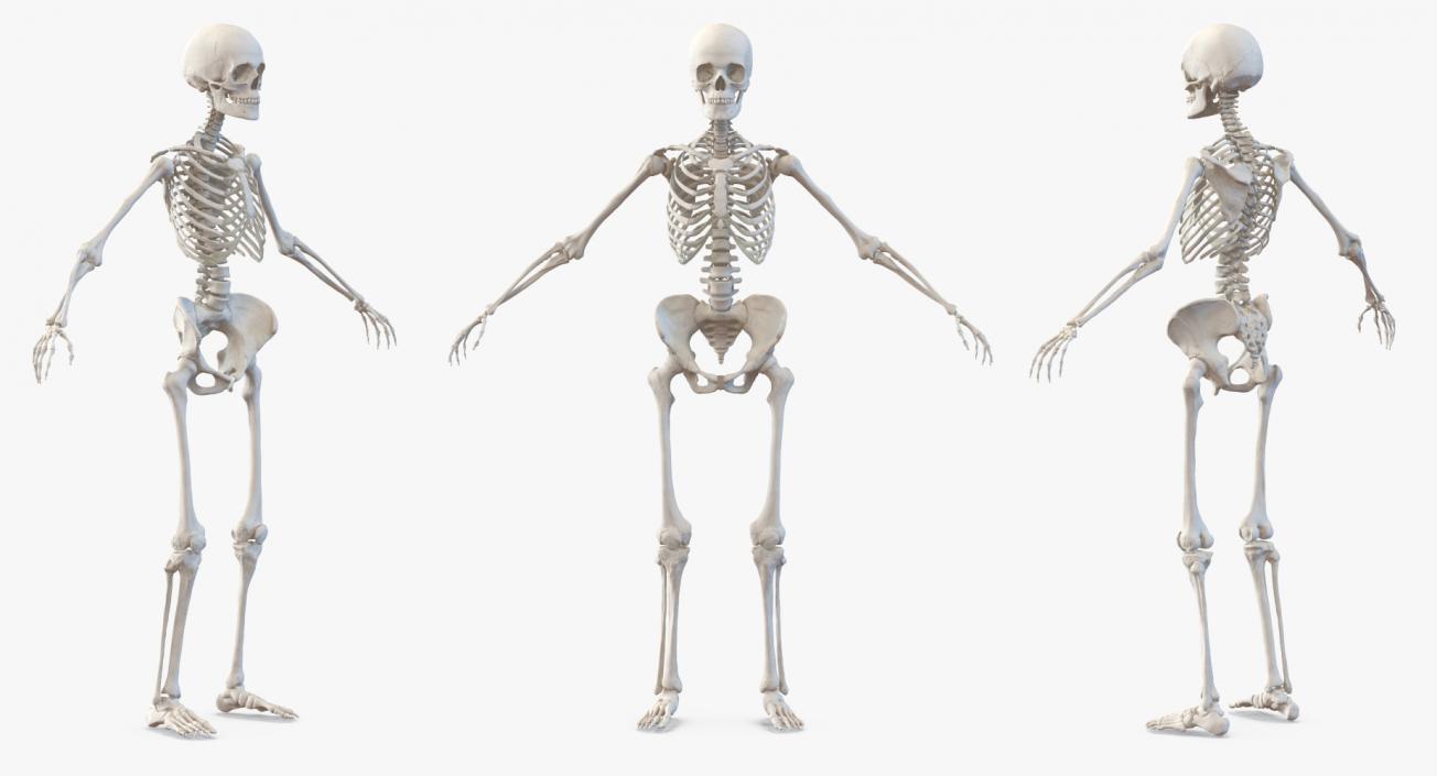 3D model Female Body with Skeleton