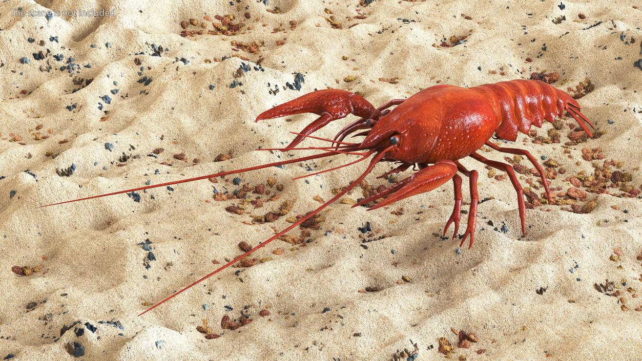 3D model Boiled Crayfish