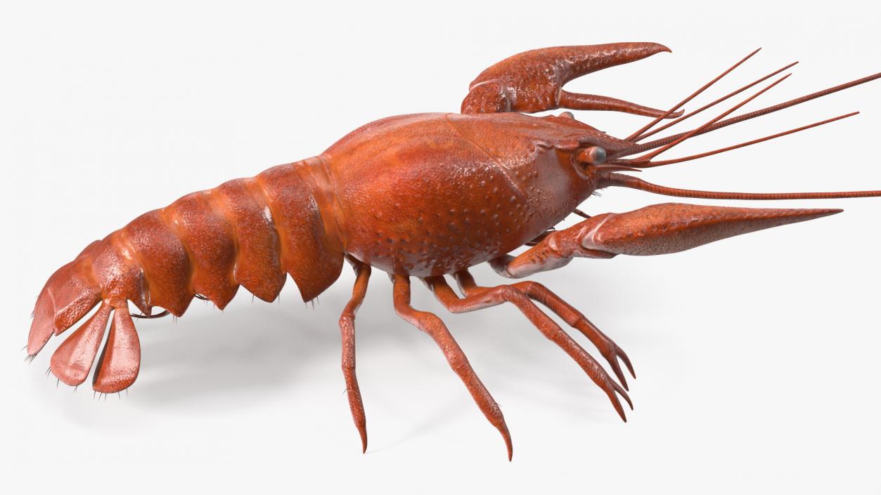 3D model Boiled Crayfish