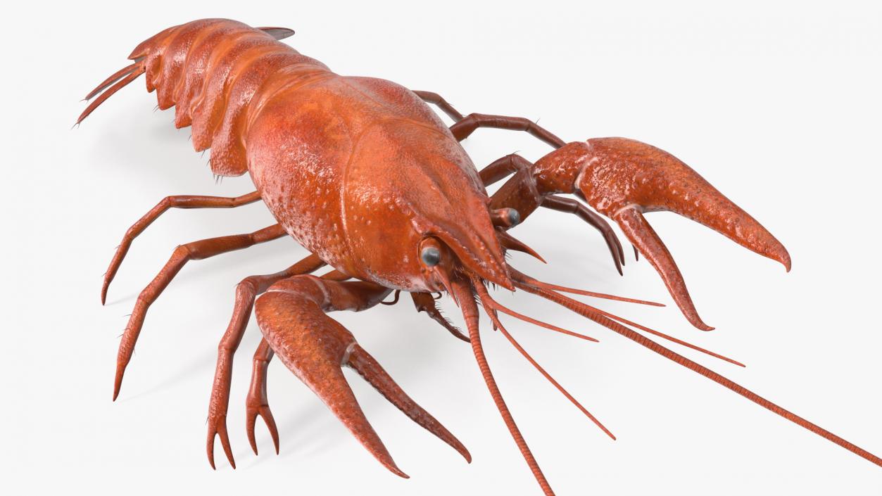 3D model Boiled Crayfish