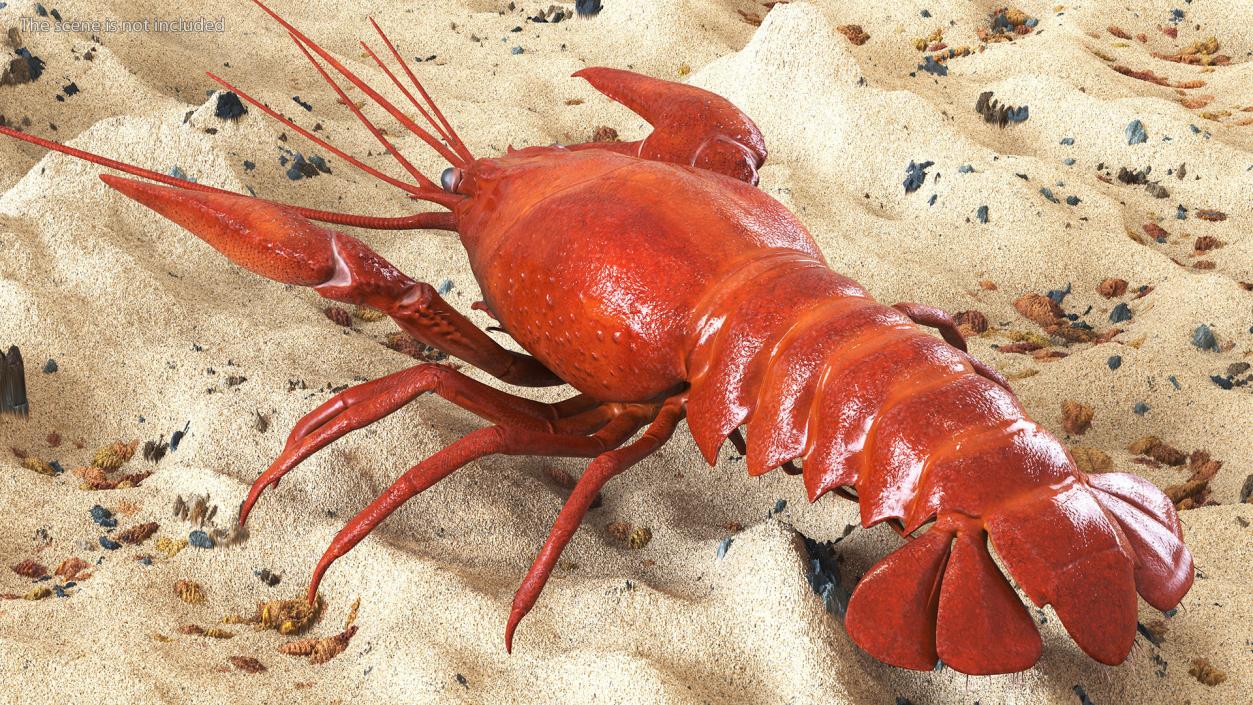 3D model Boiled Crayfish