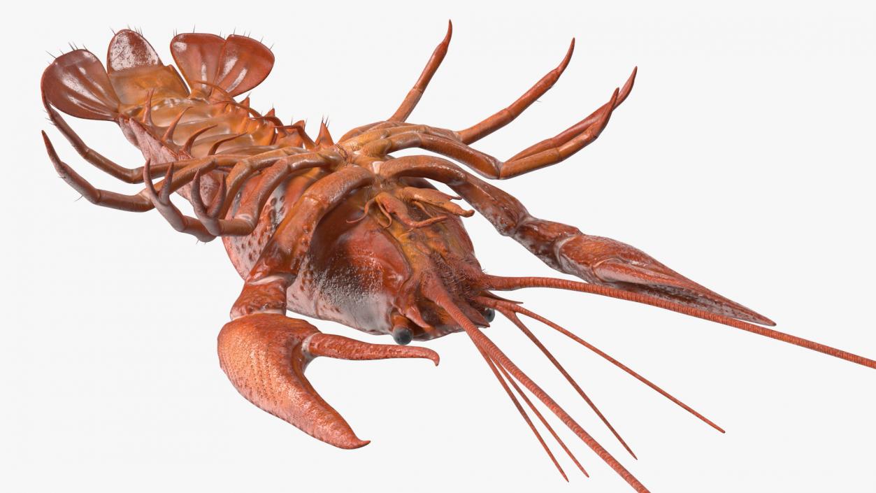 3D model Boiled Crayfish