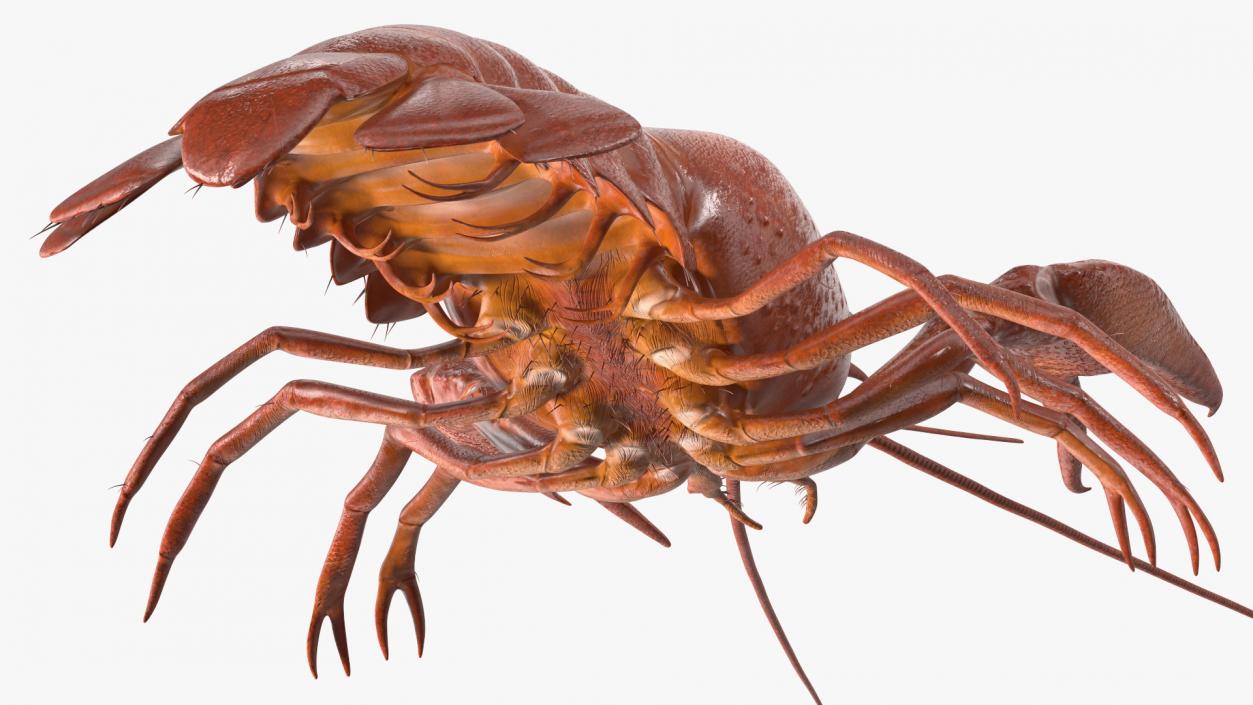 3D model Boiled Crayfish