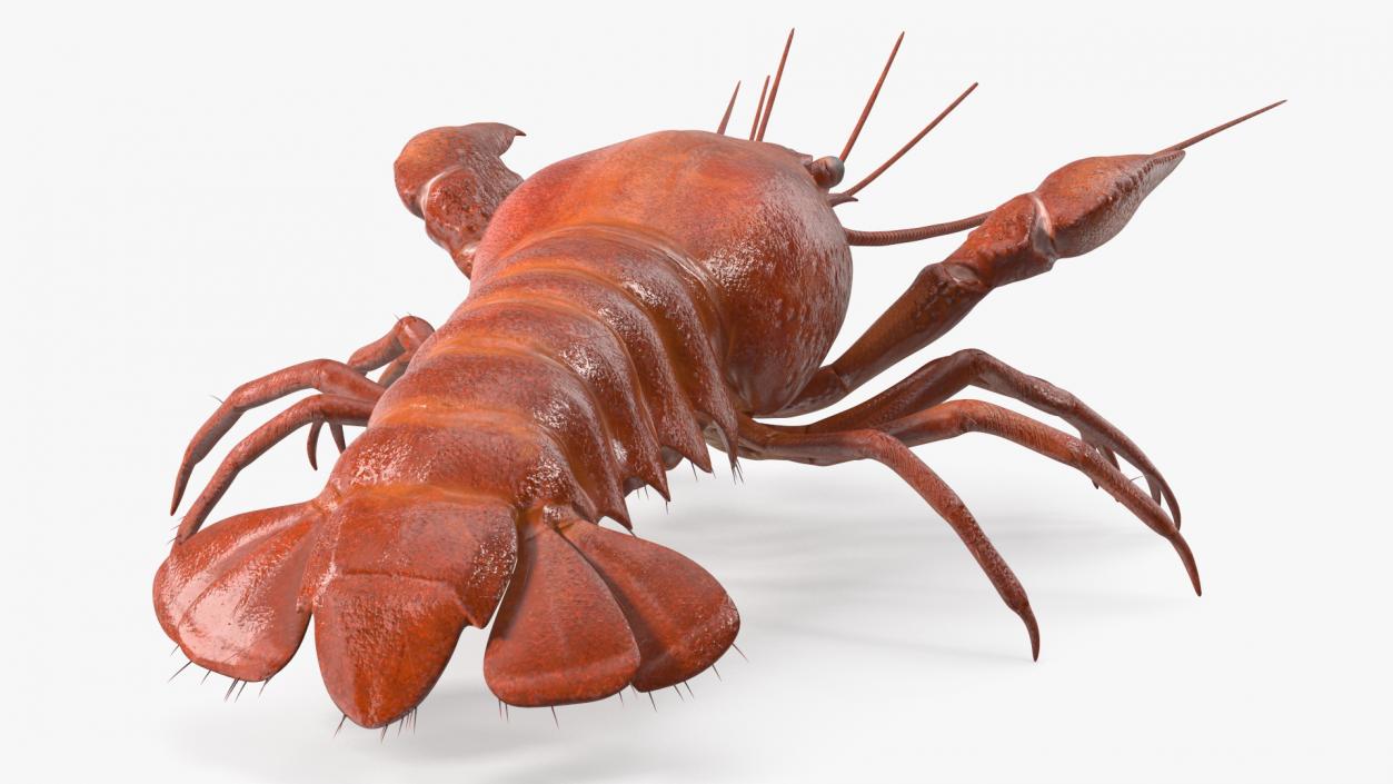 3D model Boiled Crayfish