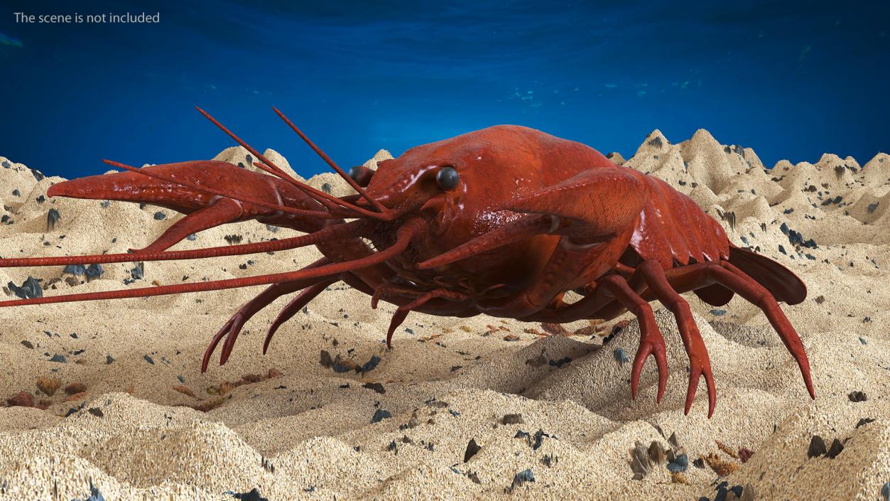 3D model Boiled Crayfish