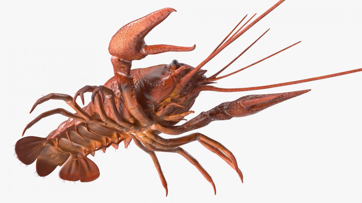 3D model Boiled Crayfish