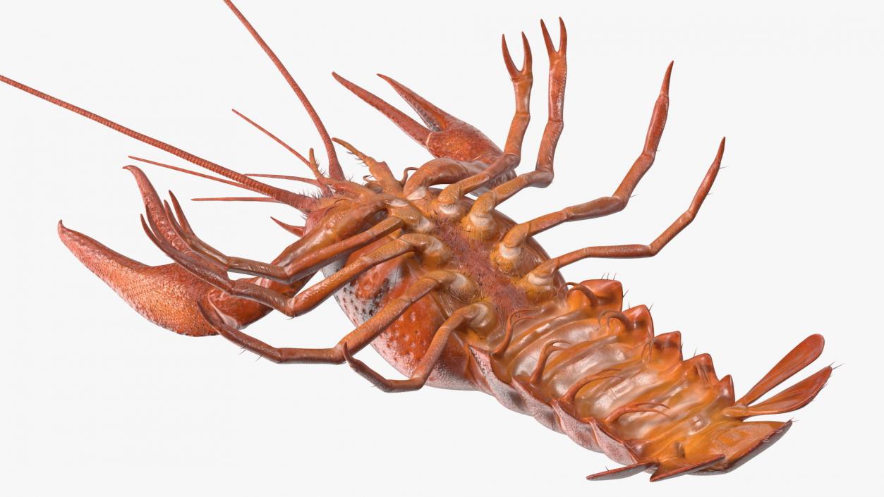 3D model Boiled Crayfish