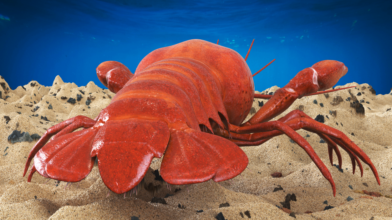 3D model Boiled Crayfish