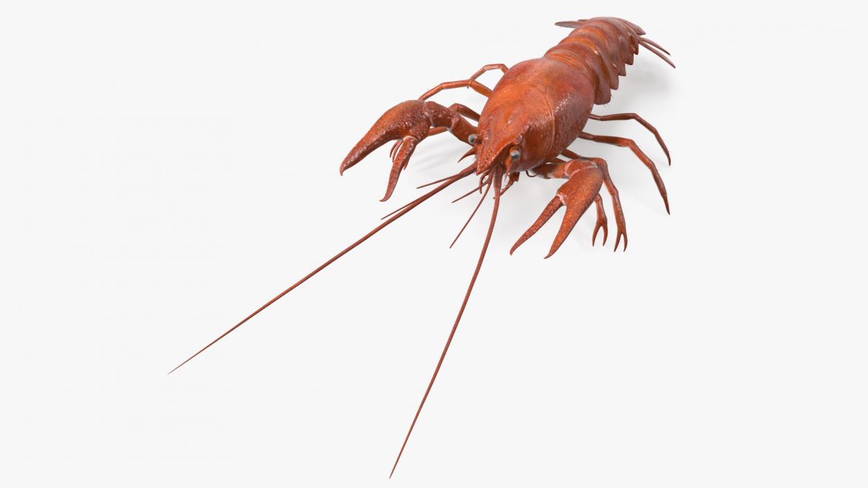 3D model Boiled Crayfish