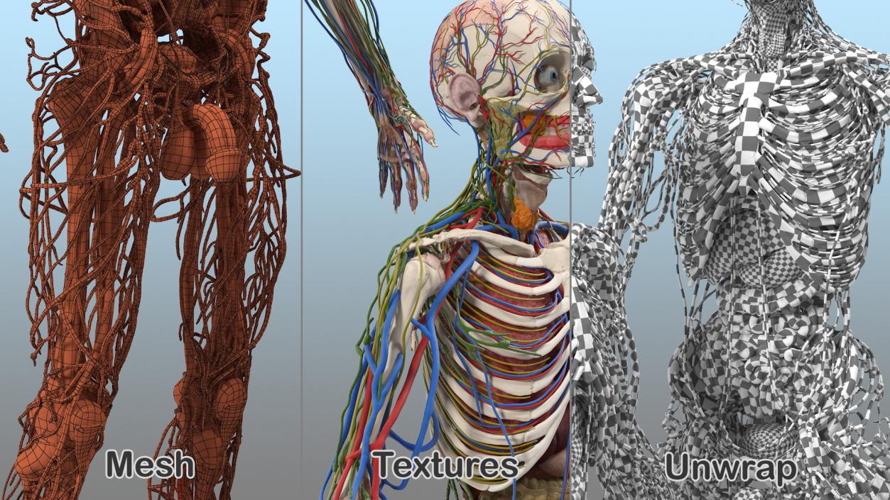 3D Male Skeleton and Internal Organs Anatomy