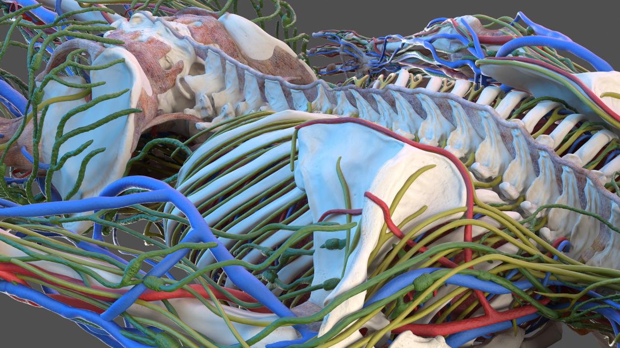 3D Male Skeleton and Internal Organs Anatomy