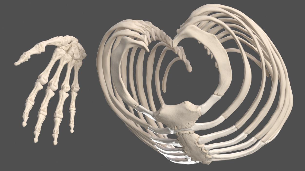 3D Male Skeleton and Internal Organs Anatomy