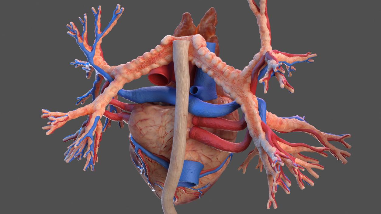 3D Male Skeleton and Internal Organs Anatomy