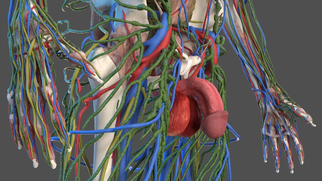 3D Male Skeleton and Internal Organs Anatomy